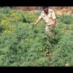 Ganja cultivation inside an ashram