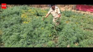 Ganja cultivation inside an ashram