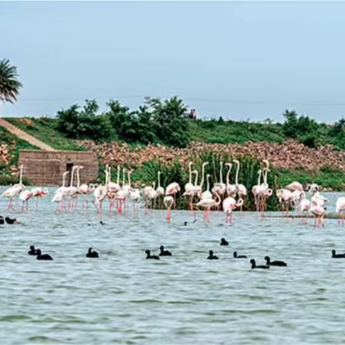 Kondapur (16)